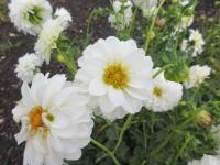 Dahlia (Jiřinka 'Petra's Wedding' - Pomponkovité jiřinky)