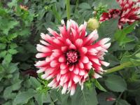 Dahlia (Jiřinka 'Red Empire' - Dekorační jiřinky)