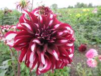 Dahlia (Jiřinka 'Tartan' - Dekorační jiřinky)