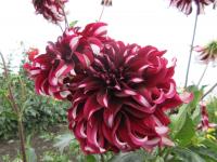 Dahlia (Jiřinka 'Tartan' - Dekorační jiřinky)