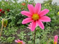 Dahlia (Jiřinka 'Bonne Esperance' - Miňonkové jiřinky)