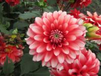 Dahlia (Jiřinka 'Larry's Love' - Parkové jiřinky)