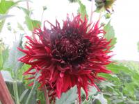 Dahlia (Jiřinka 'Kenora Macop B' - Třepenité jiřinky)