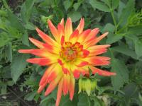 Dahlia (Jiřinka 'Bridge View Aloha' - Semikaktusovité jiřinky)