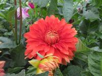 Dahlia (Jiřinka 'Česká píseň' - Dekorační jiřinky)