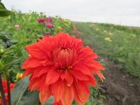 Dahlia (Jiřinka 'Česká píseň' - Dekorační jiřinky)
