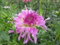 Dahlia (Jiřinka 'Bold Accent' - Semikaktusovité jiřinky)