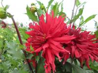 Dahlia (Jiřinka 'Taum Sauk' - Kaktusovité jiřinky)