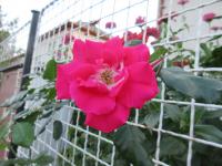 Rosa (Růže 'Jan' - Pnoucí růže)