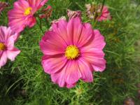 Cosmos bipinnatus (Krásenka zpeřená 'Xsenia')