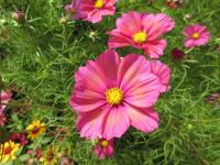 Cosmos bipinnatus (Krásenka zpeřená 'Xsenia')