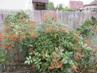 Rosa (Růže 'Bobbie James' - habitus s plody)