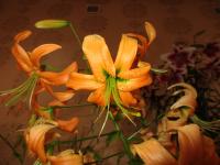 Lilium henryi (Lilie Henryova)