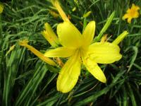 Hemerocallis (Denivka 'Luteola')
