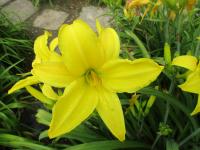 Hemerocallis (Denivka 'Northbrook Star')