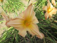 Hemerocallis (Denivka 'Victorian Fantasy')