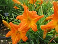 Hemerocallis (Denivka 'Slider')
