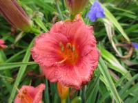 Hemerocallis (Denivka 'Cosmopolitan')