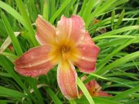 Hemerocallis (Denivka 'Tralee')