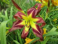 Hemerocallis (Denivka 'Bradley's Song')