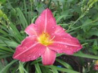 Hemerocallis (Denivka 'Bourbon Kings')