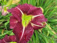 Hemerocallis (Denivka 'Isolde')