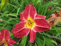 Hemerocallis (Denivka 'CZ Zdena')