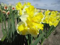 Narcissus (Narcis 'Banana Splash' - Collar narcisy)