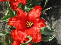 Tulipa (Tulipán 'Giant Parrot' - Papouškovité tulipány)