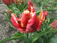 Tulipa clusiana (Tulipán 'Deejay Parrot' - Papouškovité tulipány)