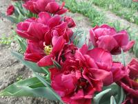 Tulipa (Tulipán 'Alison Bradley' - Plnokvěté rané tulipány)