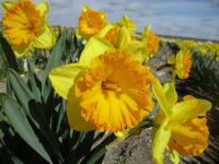 Narcissus (Narcis 'Ferris Wheel' - Velkokorunné narcisy)
