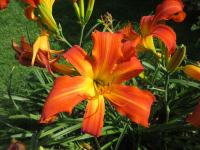 Hemerocallis (Denivka 'Heavenly Orange Blaze')