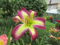 Hemerocallis (Denivka 'Sea Crab')