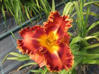 Hemerocallis (Denivka 'Tomaso Albinoni')