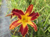 Hemerocallis (Denivka 'Spacecoast Razor Tooth')