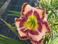 Hemerocallis (Denivka 'Game Face')