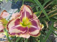 Hemerocallis (Denivka 'Mystic Image')