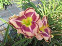 Hemerocallis (Denivka 'Mystic Image')