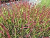 Imperata cylindrica (Imperáta válcovitá 'Red Baron')