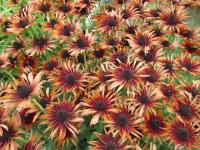 Rudbeckia hirta (Třapatka srstnatá 'Big Smile')