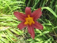 Hemerocallis (Denivka 'Potentate')