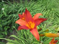 Hemerocallis (Denivka 'Red Cup')