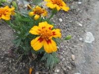 Tagetes patula (Aksamitník rozkladitý 'Disco Granada')