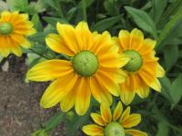 Rudbeckia hirta (Třapatka srstnatá 'Prairie Sun')