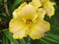 Hemerocallis (Denivka 'Capture the Magic')