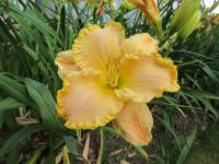 Hemerocallis (Denivka 'Capture the Magic')