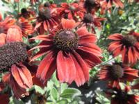 Rudbeckia hirta (Třapatka srstnatá 'Summerina Pumpernickel')