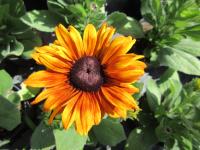 Rudbeckia hirta (Třapatka srstnatá 'Summerina Yellow')