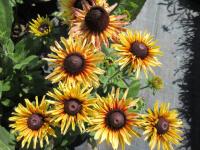 Rudbeckia hirta (Třapatka srstnatá 'Rudy Double Yellow Lemon')